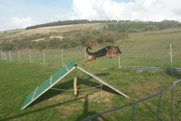 e20b51fd-0e59-495f-9d3e-a4ed34edf0e5